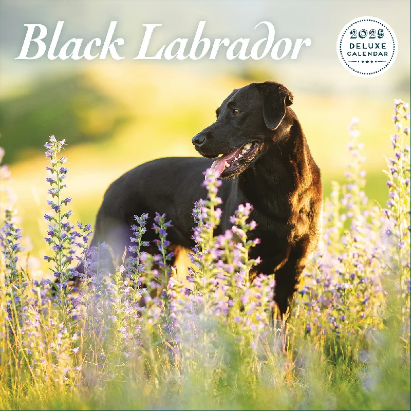 Black Labrador Deluxe Calendar 2025