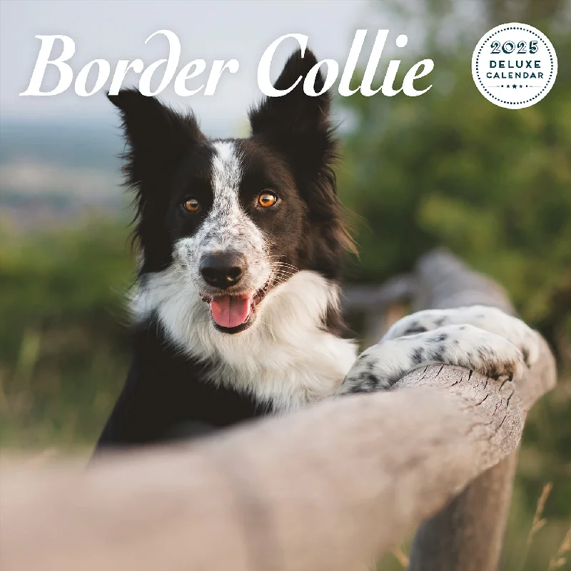 Border Collie Deluxe Calendar 2025