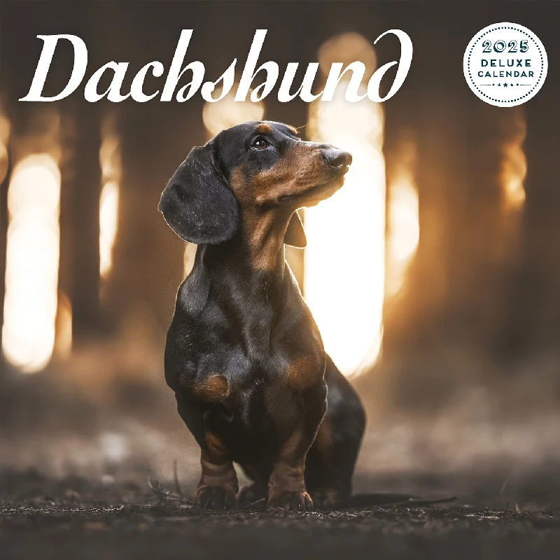 Dachshund Deluxe Calendar 2025