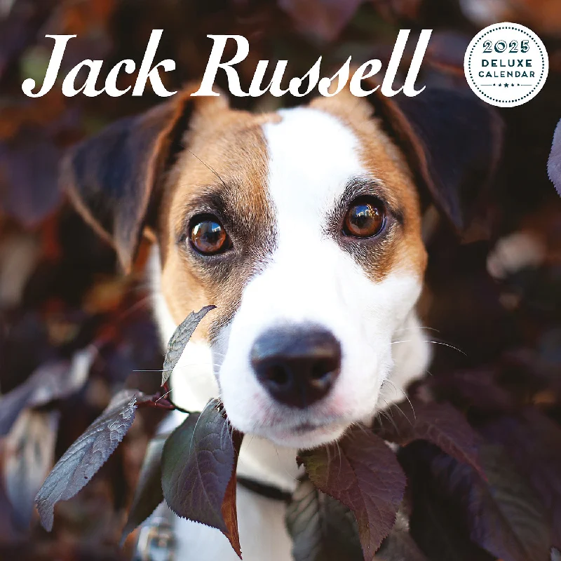 Jack Russell Deluxe Calendar 2025