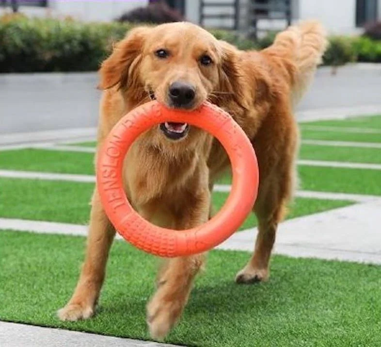 Dog Ring Toy